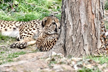 Young  cheetah (Acinonyx jubatus) laying in the sun
