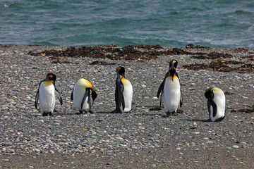 Obraz premium King penguins living wild at Parque Pinguino Rey, Tierra Del Fuego, Patagonia, Chile