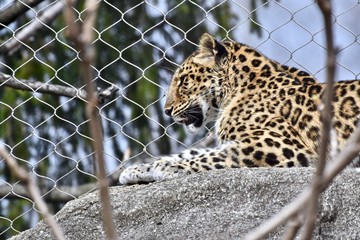 Leopard (Panthera pardus) in captivity