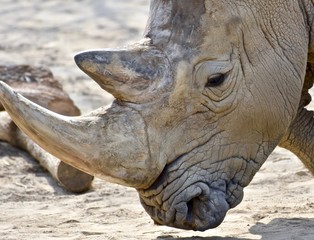 Southern White Rhino (Ceratotherium simum simum)