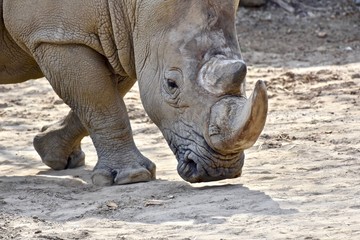 Naklejka premium Southern White Rhino (Ceratotherium simum simum)
