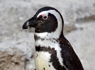 Fototapeta premium African Penguin (Spheniscus demersus)