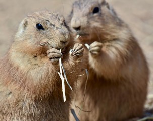 Black-tailed Prairie Dog ( Cynomys ludovicianus)