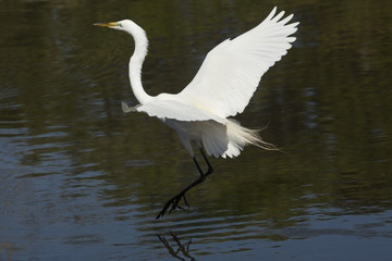 Great egret landing in water with wings outspread in Florida.