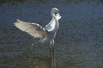 Great egret landing in water with wings outspread in Florida.