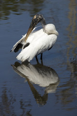Wood stork standing in water, preening in central Florida.