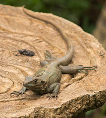 Lizard