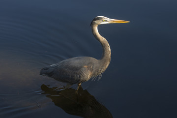 Great blue heron standing in calm water in late afternoon.