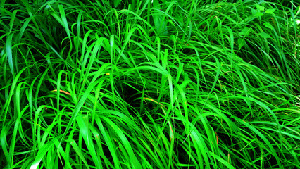green grass background.