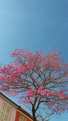 Tree with pink flowers