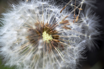 Dandelion Seeds - Soft Focus