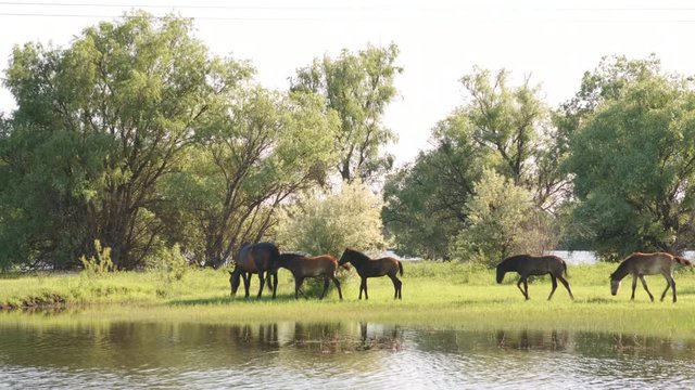 Small herd of horses and foals grazing in meadow near the river