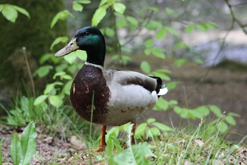Duck