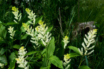 Yellow-tipped white astilbe