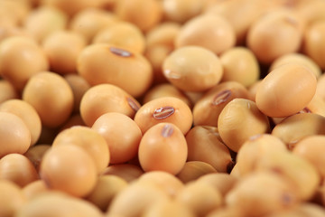 soybean