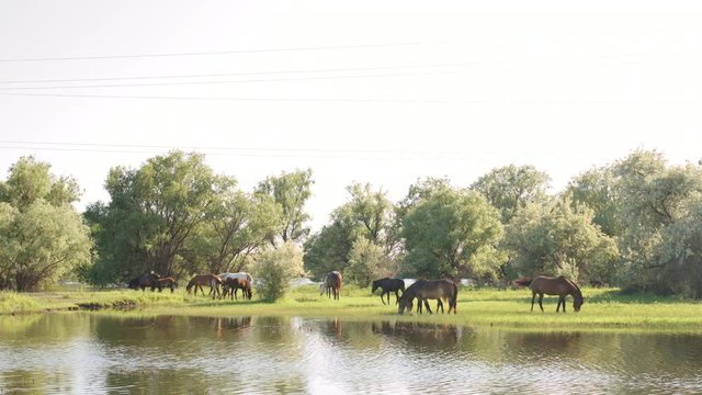 Small herd of horses and foals grazing in meadow near the river