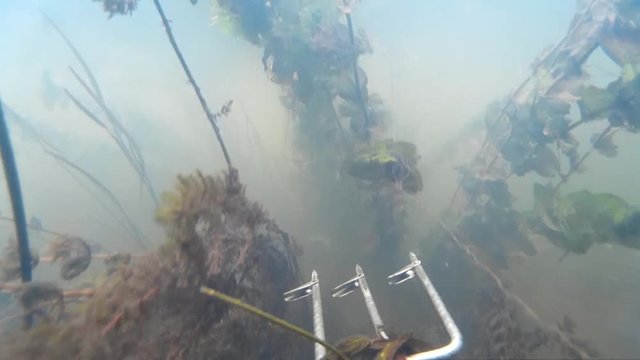 spearfishing in the river, lake. Large tench perfect hit.