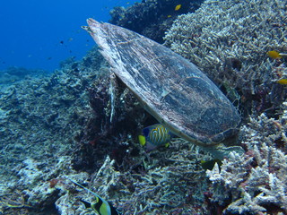 ウミガメ