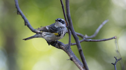 Yellow-rumped Warbler