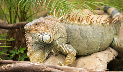 Iguana