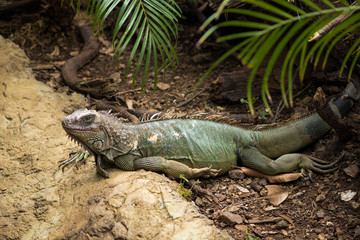 Iguana
