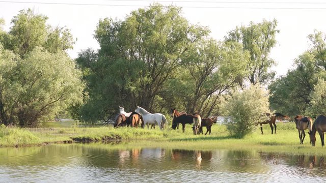Small herd of horses and foals grazing in meadow near the river