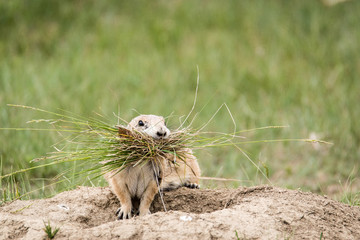 Prairie Dog holding grass in mouth  