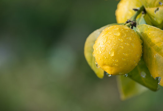 Lemon tree with the morning dew. 