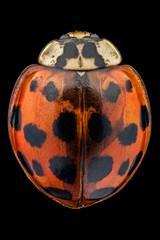 Obraz premium Top view of a multicolored Asian lady beetle. A native to Asia, this beetle was released in the US to help control pests. They can be identified by the M or W on the backs of their heads.