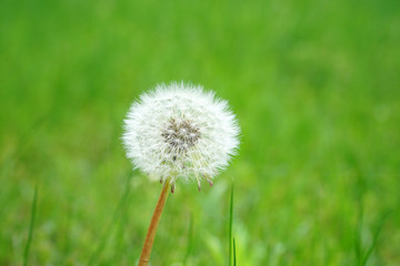 dandelion on green meadow in spring