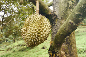 Naklejka na ściany i meble Fresh Durian fruit on tree, Durian are the king of fruits, Close up green Durian