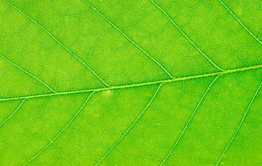 Plakat close up on green leaf texture background