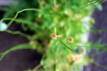 ヒナゲシのつぼみ