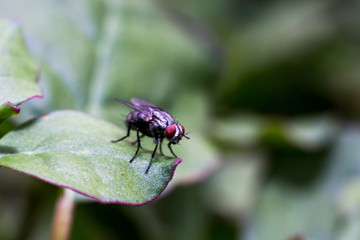 Close up brown floy on green lea