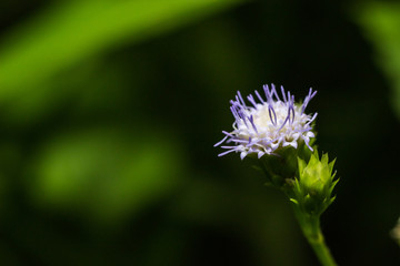 Close up small carpel