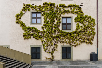 The wall of the house is covered with ivy (Hedera helix).