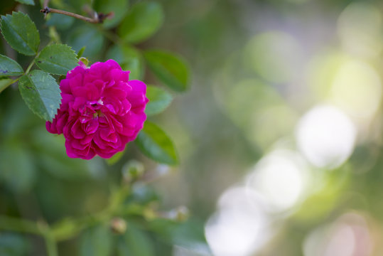 蔓薔薇 Images Browse 96 Stock Photos Vectors And Video Adobe Stock
