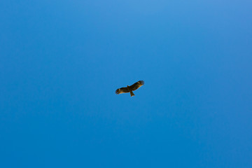 青空を優雅に飛ぶ鳶