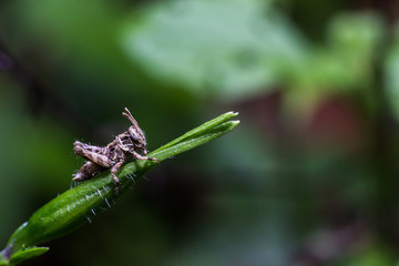 Close up brown grasshopper on green lea