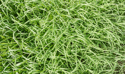 top view long leaf of green grass after the rain