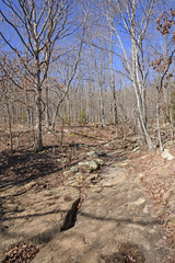 Rocky Trail Through a Winter Forest