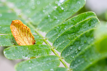 close up yellow petal on green leaf
