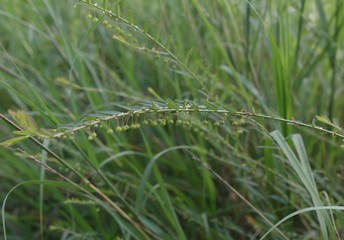 Seed-under-leaf in the meadow