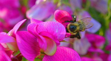 the busy bee