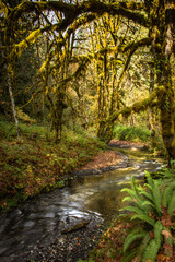 olympic national park