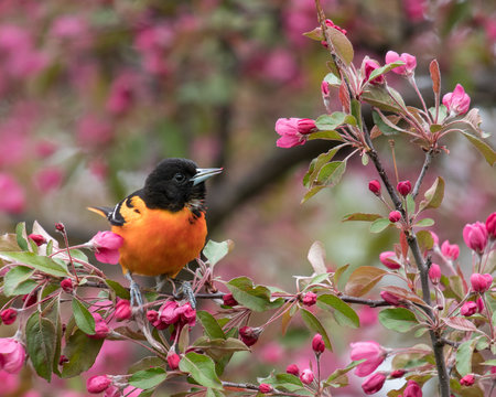 Baltimore Orioles (Icterus Galbula)