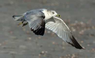 Seagull taking off