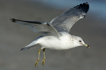 Ready to land seagull 