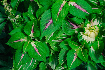 Green leaf background