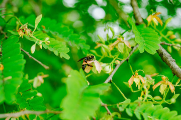 Wasp in the tamarind flower tree